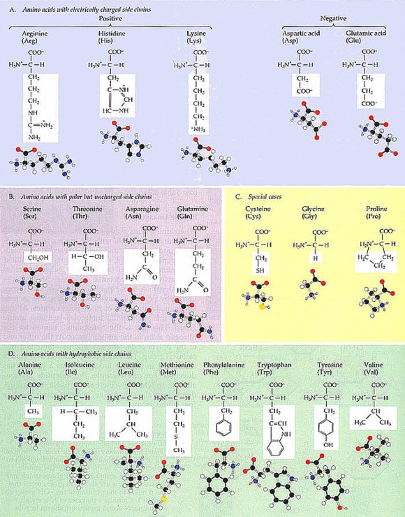 How many naturally occurring amino acids can make up a protein? Amino